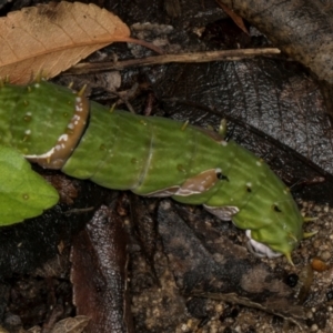 Papilio aegeus at Higgins, ACT - 3 Jan 2024