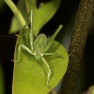 Caedicia simplex at Higgins, ACT - 3 Jan 2024 08:01 AM