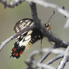 Papilio anactus (Dainty Swallowtail) at McQuoids Hill - 5 Jan 2024 by HelenCross