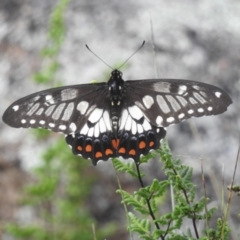 Papilio anactus at McQuoids Hill - 5 Jan 2024 03:22 PM