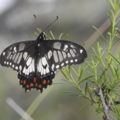 Papilio anactus at McQuoids Hill - 5 Jan 2024 03:22 PM