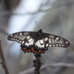 Papilio anactus at McQuoids Hill - 5 Jan 2024 03:22 PM