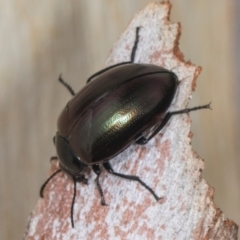 Chalcopteroides sp. (genus) (Rainbow darkling beetle) at Higgins, ACT - 2 Jan 2024 by AlisonMilton