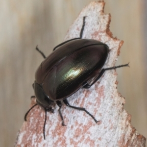 Chalcopteroides sp. (genus) at Higgins, ACT - 3 Jan 2024 08:32 AM