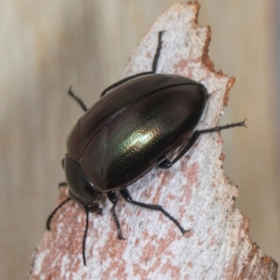 Chalcopteroides sp. (genus) (Rainbow darkling beetle) at Higgins, ACT - 2 Jan 2024 by AlisonMilton