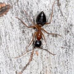 Camponotus consobrinus at Higgins, ACT - 3 Jan 2024