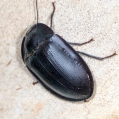 Pterohelaeus piceus (Pie-dish beetle) at Higgins, ACT - 3 Jan 2024 by AlisonMilton