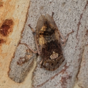 Stenocotis depressa at Higgins, ACT - 3 Jan 2024