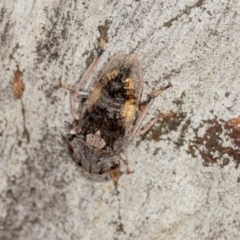 Stenocotis depressa at Higgins, ACT - 3 Jan 2024