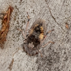 Stenocotis depressa at Higgins, ACT - 3 Jan 2024