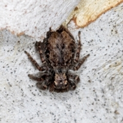 Servaea incana (Hoary Servaea) at Higgins, ACT - 2 Jan 2024 by AlisonMilton