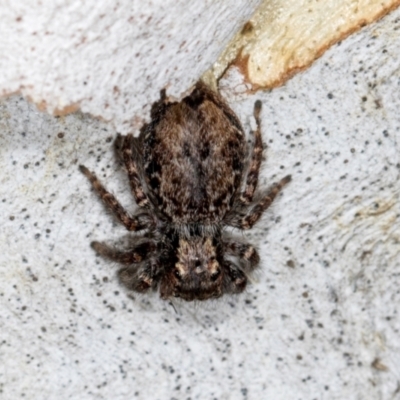 Servaea incana (Hoary Servaea) at Higgins, ACT - 3 Jan 2024 by AlisonMilton