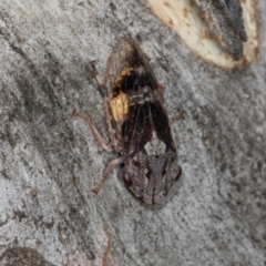 Stenocotis depressa at Higgins, ACT - 3 Jan 2024