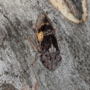 Stenocotis depressa at Higgins, ACT - 3 Jan 2024