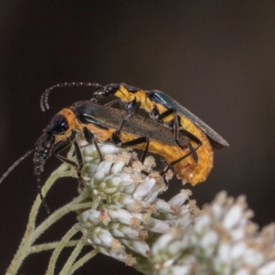 Chauliognathus lugubris (Plague Soldier Beetle) at Higgins, ACT - 2 Jan 2024 by AlisonMilton