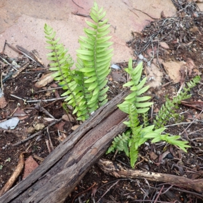 Pellaea falcata (Sickle Fern) at Mittagong, NSW - 3 Jan 2024 by plants