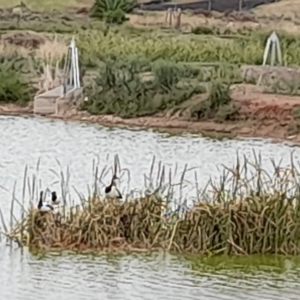 Anseranas semipalmata at Leeton, NSW - 2 Jan 2024