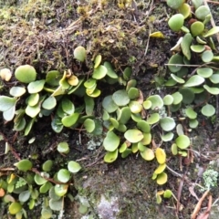 Pyrrosia rupestris (Rock Felt Fern) at Mittagong, NSW - 3 Jan 2024 by plants