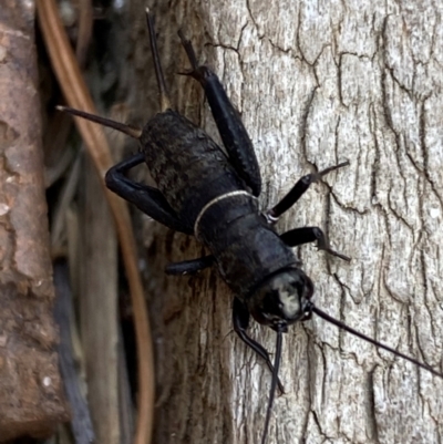 Teleogryllus commodus (Black Field Cricket) at QPRC LGA - 5 Jan 2024 by SteveBorkowskis