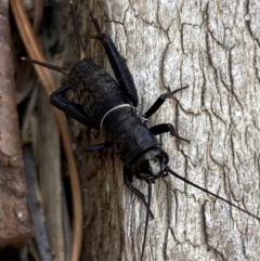 Teleogryllus commodus at QPRC LGA - suppressed