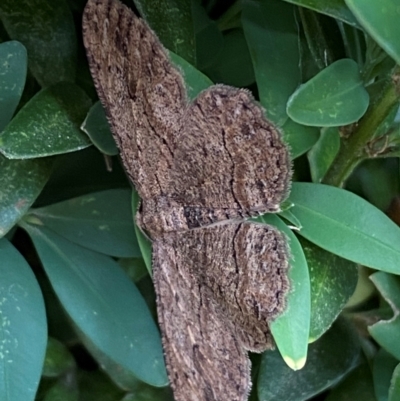 Ectropis excursaria (Common Bark Moth) at QPRC LGA - 5 Jan 2024 by SteveBorkowskis