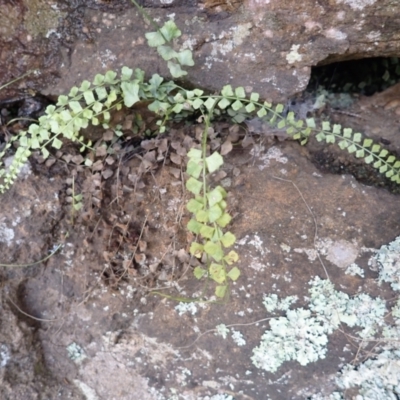 Asplenium flabellifolium (Necklace Fern) at Mittagong, NSW - 3 Jan 2024 by plants