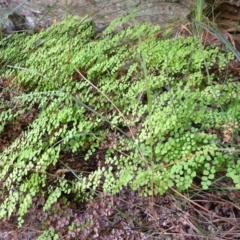 Adiantum aethiopicum (Common Maidenhair Fern) at Mittagong, NSW - 3 Jan 2024 by plants