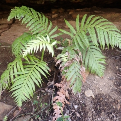 Blechnum cartilagineum (Gristle Fern) at Mittagong, NSW - 3 Jan 2024 by plants