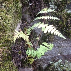 Histiopteris incisa (Bat's-Wing Fern) at Mittagong, NSW - 4 Jan 2024 by plants