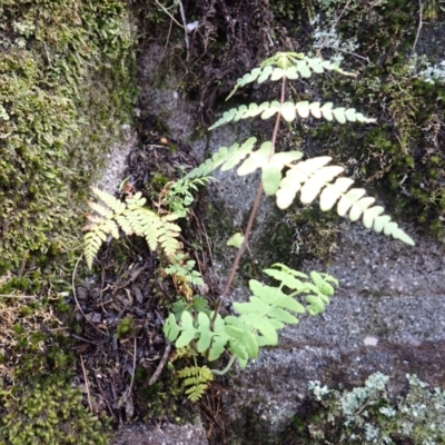 Histiopteris incisa (Bat's-Wing Fern) at Mittagong, NSW - 3 Jan 2024 by plants