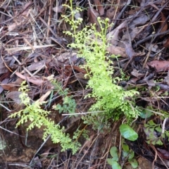 Lindsaea microphylla (Lacy Wedge-fern) at Mittagong, NSW - 4 Jan 2024 by plants