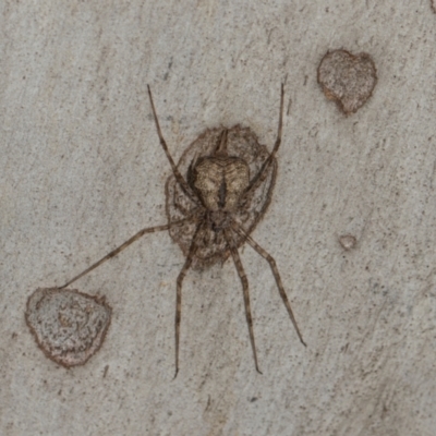 Tamopsis eucalypti (A two-tailed spider) at Scullin, ACT - 2 Jan 2024 by AlisonMilton