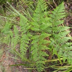 Pteridium esculentum (Bracken) at Mittagong, NSW - 3 Jan 2024 by plants
