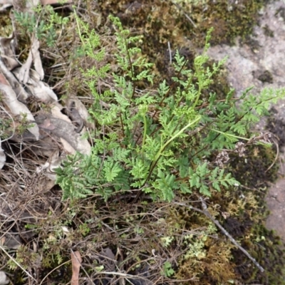 Cheilanthes sieberi subsp. sieberi (Mulga Rock Fern) at Mittagong, NSW - 3 Jan 2024 by plants