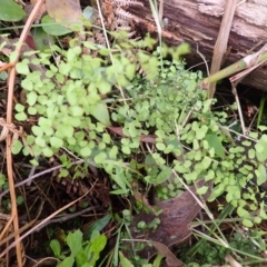 Adiantum aethiopicum (Common Maidenhair Fern) at Mittagong, NSW - 3 Jan 2024 by plants