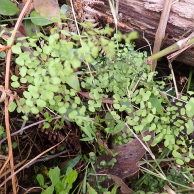 Adiantum aethiopicum (Common Maidenhair Fern) at Mittagong, NSW - 3 Jan 2024 by plants