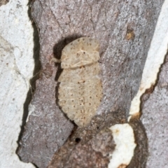 Ledromorpha planirostris (A leafhopper) at Scullin, ACT - 2 Jan 2024 by AlisonMilton