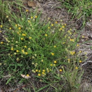 Calotis lappulacea at Stirling Park - 5 Jan 2024