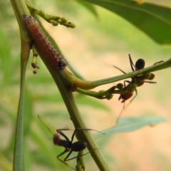 Jalmenus ictinus at McQuoids Hill - 5 Jan 2024