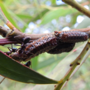 Jalmenus ictinus at McQuoids Hill - 5 Jan 2024