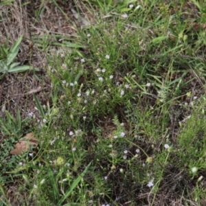 Vittadinia muelleri at Stirling Park - 5 Jan 2024