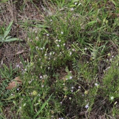 Vittadinia muelleri (Narrow-leafed New Holland Daisy) at Stirling Park - 5 Jan 2024 by Mike