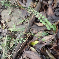 Asplenium flabellifolium (Necklace Fern) at Bowral, NSW - 4 Jan 2024 by plants