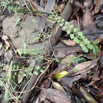 Asplenium flabellifolium (Necklace Fern) at Bowral, NSW - 3 Jan 2024 by plants