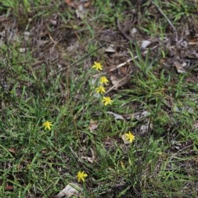 Tricoryne elatior (Yellow Rush Lily) at Stirling Park - 5 Jan 2024 by Mike