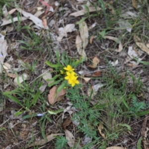 Hypericum perforatum at Stirling Park - 5 Jan 2024