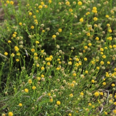 Calotis lappulacea (Yellow Burr Daisy) at Stirling Park - 5 Jan 2024 by Mike