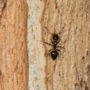 Crematogaster sp. (genus) at Scullin, ACT - 3 Jan 2024