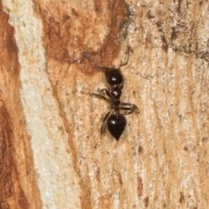 Crematogaster sp. (genus) at Scullin, ACT - 3 Jan 2024