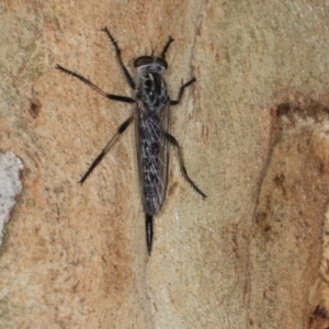 Cerdistus sp. (genus) at Scullin, ACT - 3 Jan 2024 09:38 AM